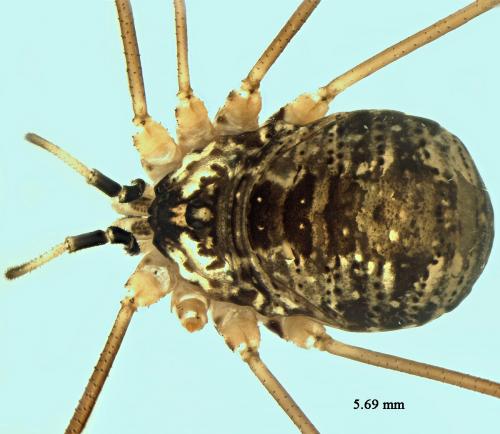 Leiobunum apenninicum